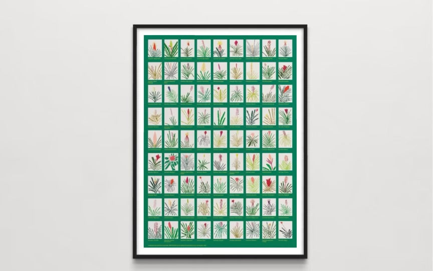 Aechmea Bromeliad Poster, 2022 by Jonas Wood