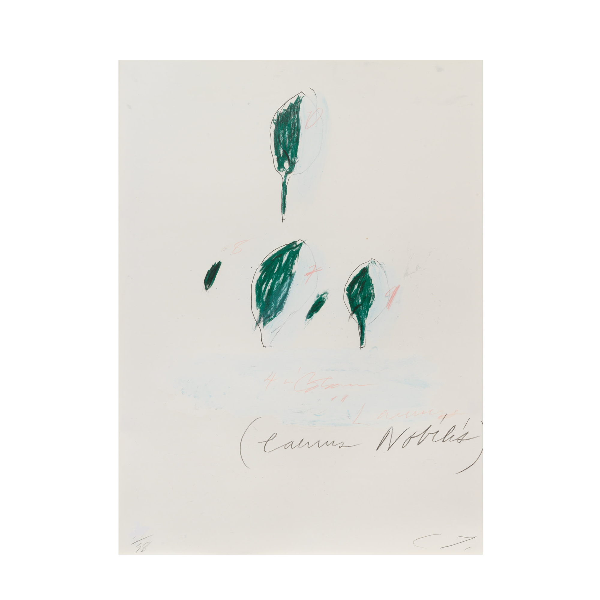 Laurus Nobilis, from Natural History Part II: Some Trees of Italy, 1976 by Cy Twombly